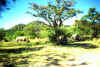 Simbabwe Nashorn.jpg (183994 Byte)