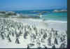 SouthAfrica Penguin.jpg (80859 Byte)
