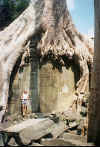 Cambodia AnkorWat-Baum.jpg (50965 Byte)