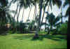 Fidji Garten.jpg (145908 Byte)